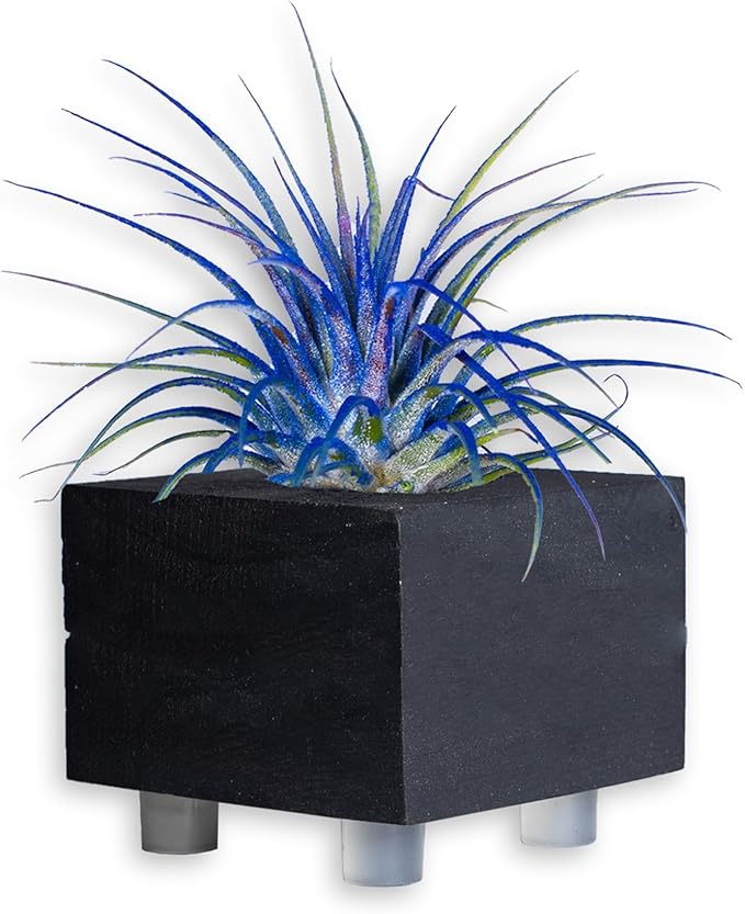 Air Plants - Tillandsia Ionantha - Organically Enhanced Color - Live Arrival Guaranteed - House Plants for Home Decor & Gift (Blue_Bell_2pk+2_Black Planters)