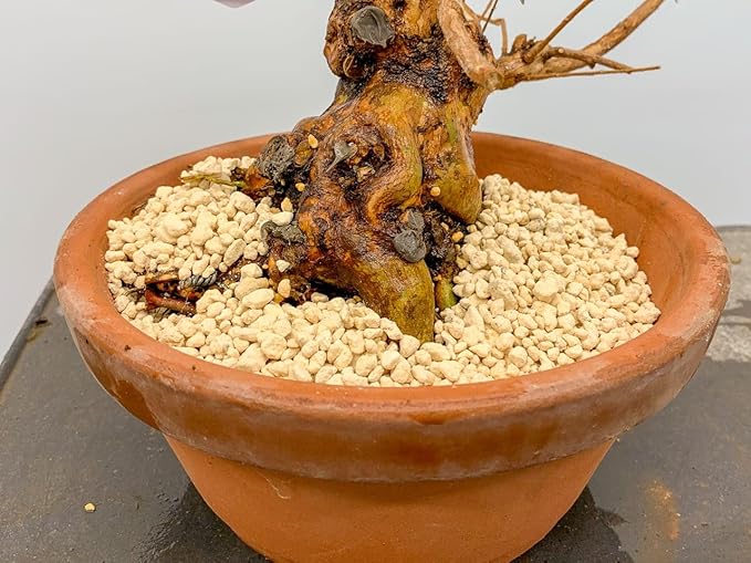 GARDENERA Premium Lychee Potting Soil Mix - Perfect Balance of Nutrients, Drainage, and Aeration for Thriving Lychee Trees - 4 Quart