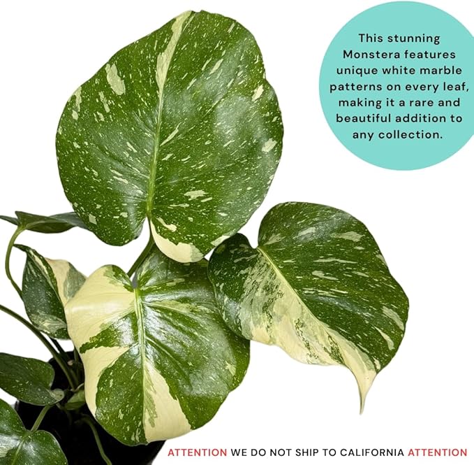 CoollectivePlants Monstera Thai Constellation - Live 6″ Variegated Houseplant in Growers Pot, Easy Care Indoor Plant, Thai Constellation Monstera Live Plant for Home or Office Décor