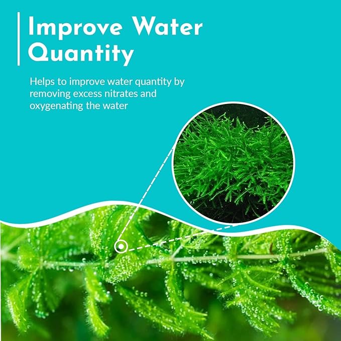 Live Aquarium Hornwort Coontail Bunch Plants - Excellent Oxygenator - Easy to Maintain Plant - Removing Excess Nitrates - Promote High Water Quality - 3-5 Stems Per Bunch - Pack 1