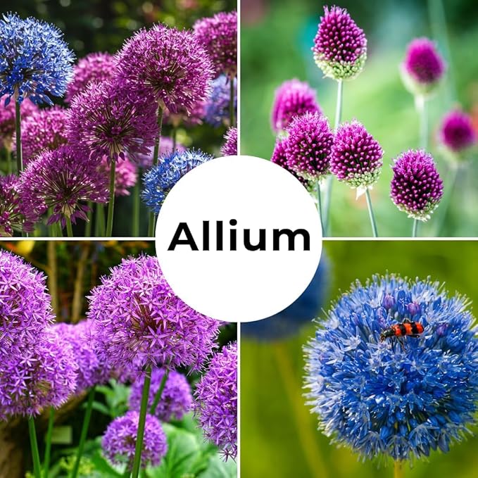 Purple Allium Bulbs for Planting - Easy to Grow Perennial Flowers, Top Size Bulbs, Large Spherical Blooms (20 Bulbs)