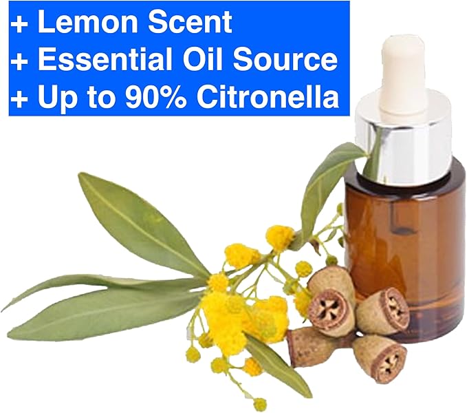 Lemon Eucalyptus (Corymbia citriodora) Live Plant - Fragrant Indoor/Outdoor Plant with Natural Insect Repellent Citronella Oil (2 eucal-Lemon sacs)