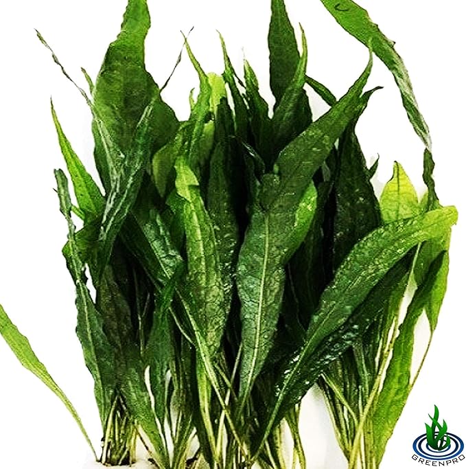 (20+ Leaves) Microsorum Pteropus Java Fern Live Aquarium Plant Tall Bunch Aquatic Fish Tank Decoration