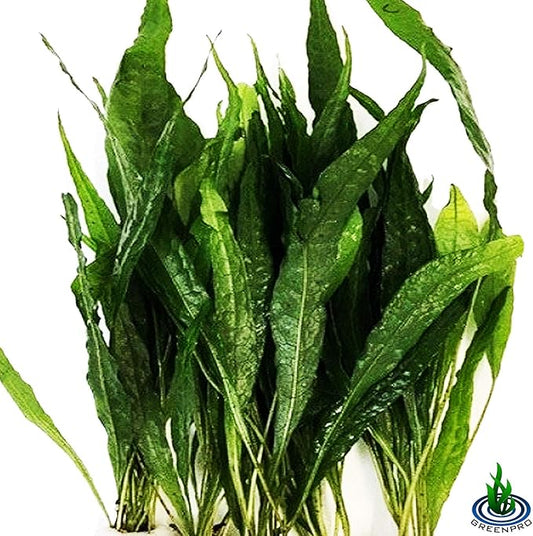 (20+ Leaves) Microsorum Pteropus Java Fern Live Aquarium Plant Tall Bunch Aquatic Fish Tank Decoration