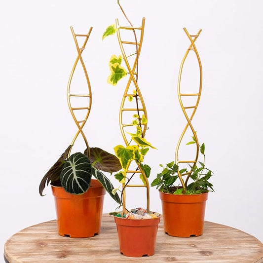 3PCS DNA Plant Trellis Indoor and Outdoor - Lightweight Metal Trellis for Potted Plants, Hoya & Pothos Climbing Support, Artistic Geometric Design, Durable & Easy Installation