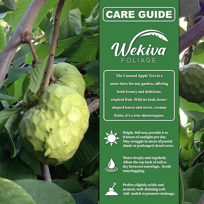 Custard Apple Tree - Cherimoya - Live Plant in a 4 Inch Growers Pot - Annona Cherimola - Beautiful Edible Fruit Bearing Tree for Patio or Garden