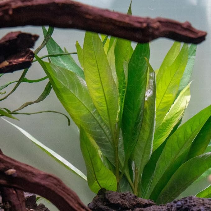 SubstrateSource Live Plant - Nomaphila Stricta - Easy Care, Moderate to High Light, Green Accent, Freshwater Aquatic Plant for Aquascaping - Lead Bunch