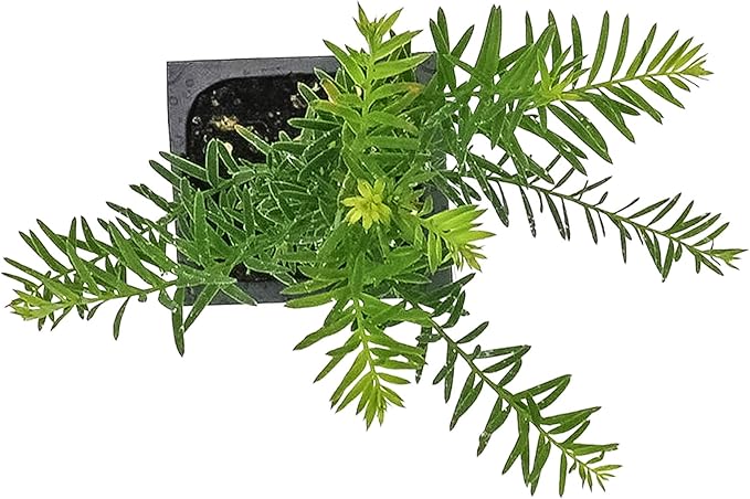 1 Coastal Redwood Tree – Live Plant – Sequoia sempervirens – Thriving in 3” Deep Nursery Cube – 5-8” Tall, Fast-Growing & Majestic Evergreen
