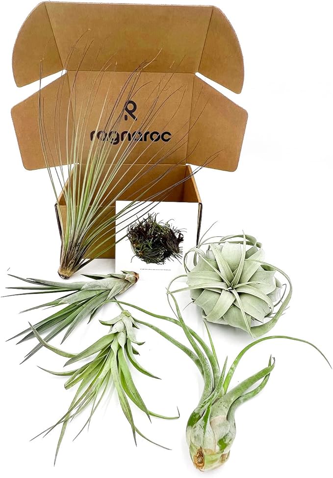 ragnaroc Air Plants - Odin Gift Box - 5ct - Live Arrival Guaranteed - House Plants for Home Decor & Gift