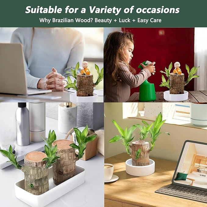 Brazilian Lucky Wood Plant Kit, Lucky Wood Doesn't Need to Wait to Sprout, Suitable for Home Office Desk Decor, Natural Air Cleaner (2C)