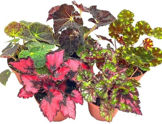 BubbleBlooms Harmony's Begonia Rex Assortment, Warm Summer Colors in a 4 inch Pot Set of 5