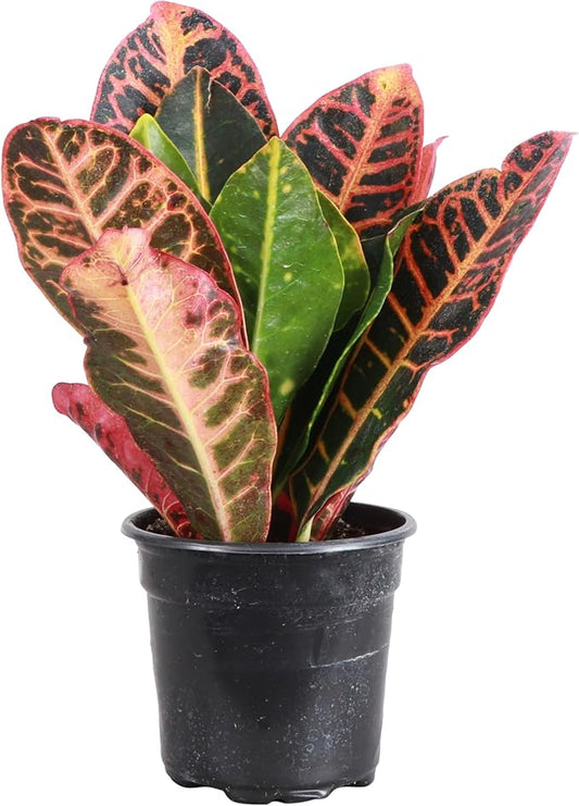 Thorsen's Greenhouse Live Petra Croton Plant, Codiaeum Variegatum, Colorful Foliage, Live Indoor Houselant (Nursery Pot, 4-inch Pot)