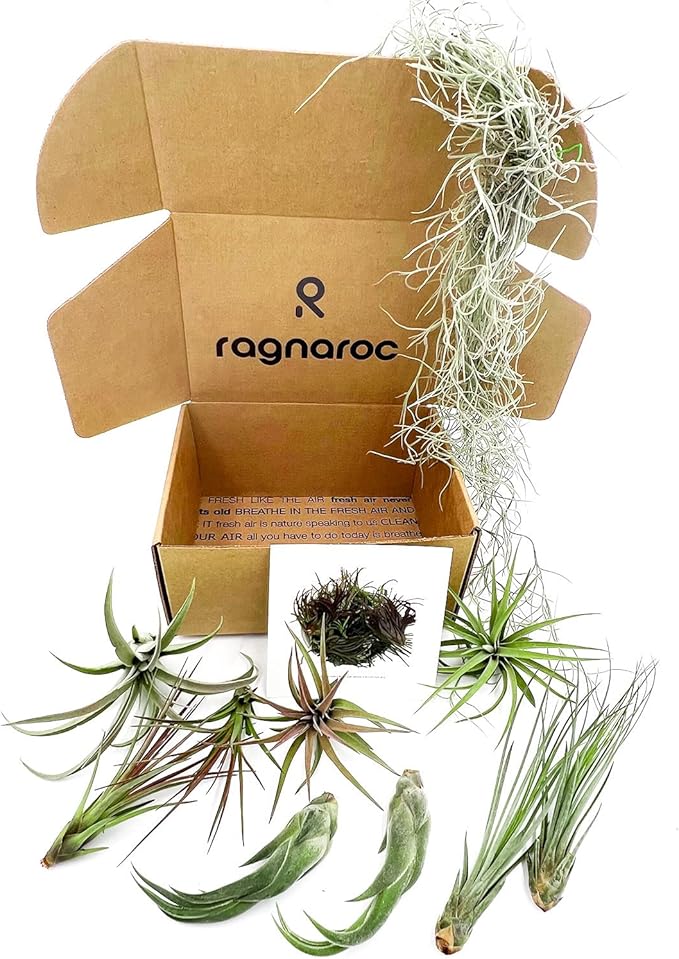 ragnaroc Live Air Plants - Tillandsia Gift Box TOR Variety Pack - 10 Count Large, 4-10 inches – Live Indoor Plants & Live 15 inch Spanish Moss – Live Plants for Home décor, Live Arrival Guaranteed