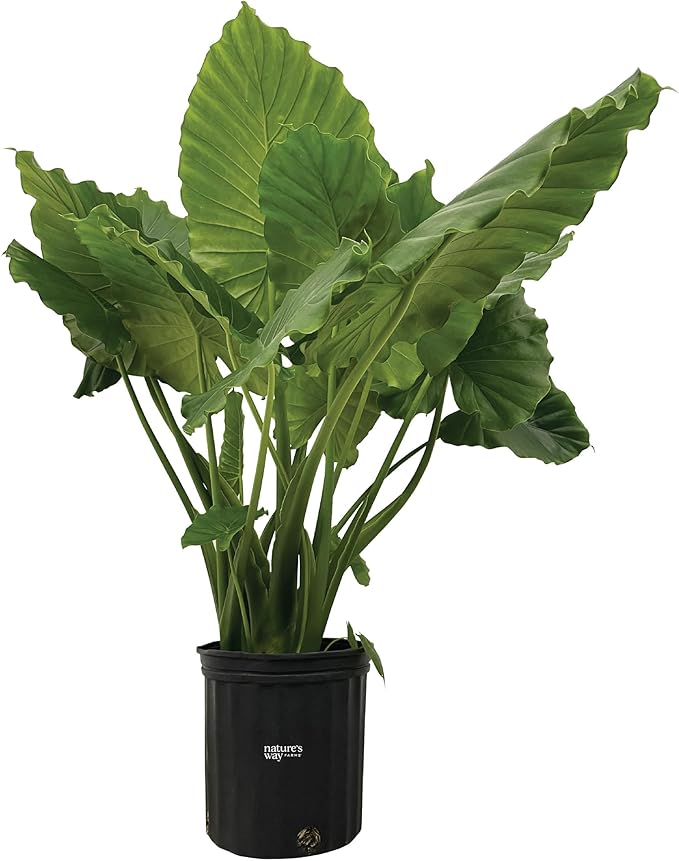 Nature's Way Farms Alocasia California Live Plant 25-30 in. Tall in Grower Pot