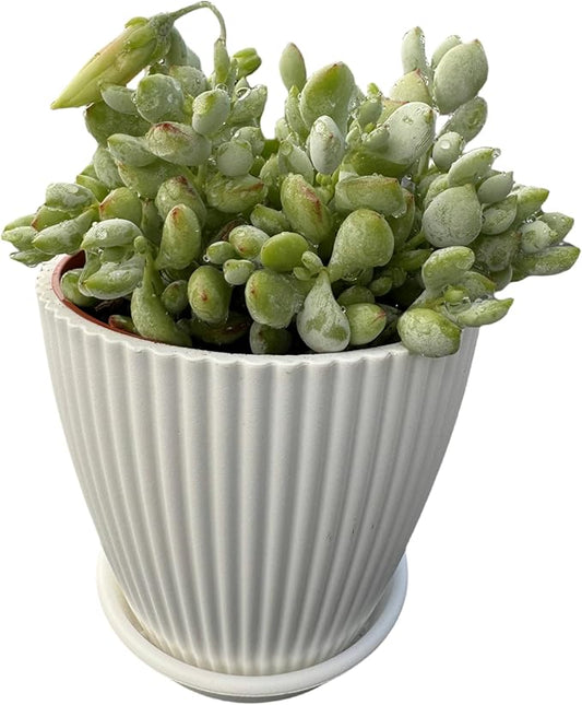 4" Cotyledon Pendens in White Stripe Pot, Live Succulent Rare House Plant for Home Office Wedding Indoor Outdoor Decoration, DIY Projects, Party Favor