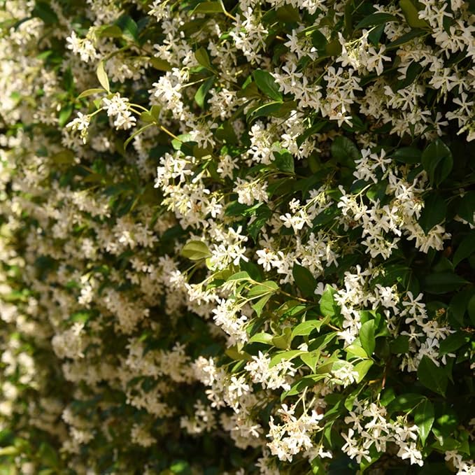 Perfect Plants Confederate Jasmine Live Plant, 1 Gallon Pot, Includes Care Guide