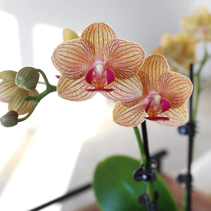 Green Circle Growers Salmon Orchid in 3" White Pot, Live Indoor Plants, House Plant