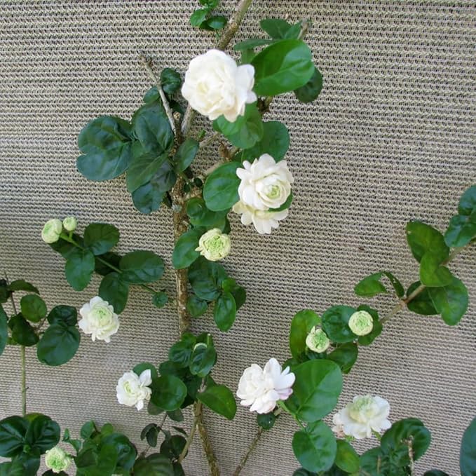 2 Jasmine Plants Live, Jasmine Flower Plant, 5 Inc Long, Annual Blooming Climbing Vine (Grand Duke)
