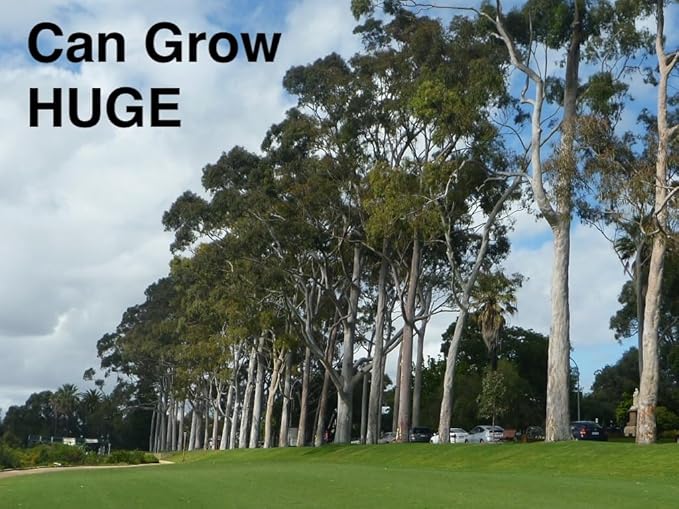 Lemon Eucalyptus (Corymbia citriodora) Live Plant - Fragrant Indoor/Outdoor Plant with Natural Insect Repellent Citronella Oil (2 eucal-Lemon Cups)