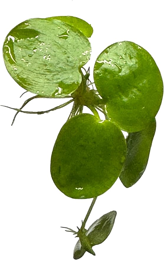 12 Amazon Frogbit (Limnobium Laevigatum), Live Aquarium/Aquatic Floating Plant by TMD Fishkeeping