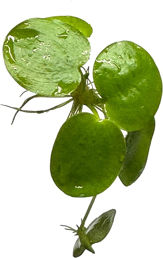 12 Amazon Frogbit (Limnobium Laevigatum), Live Aquarium/Aquatic Floating Plant by TMD Fishkeeping