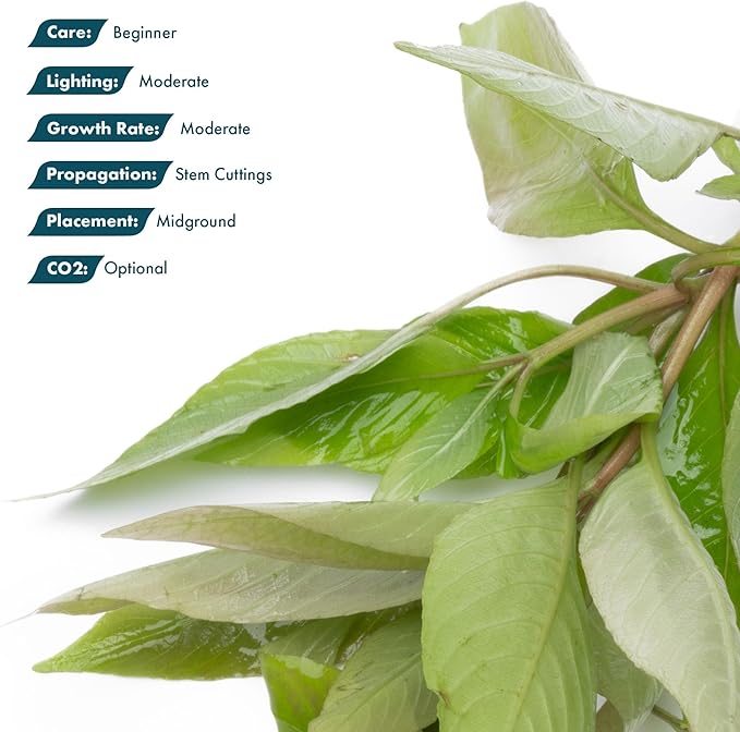 SubstrateSource Dwarf Hygrophila Corymbosa Siamensis Live Aquarium Plant - Freshwater Fish Tank Decorations and Natural Aquatic Decor (1)