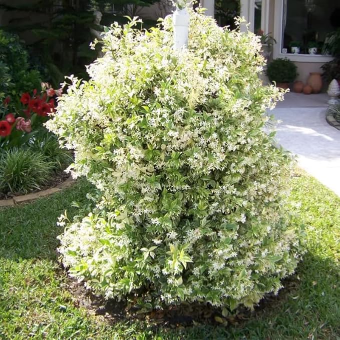 2 Night Blooming Jasmine Plants Live, Climbing Jasmine Indoor Outdoor Live, Fragrant, 5-9" in Tall, No Pot, Hardy and Fast-Growing