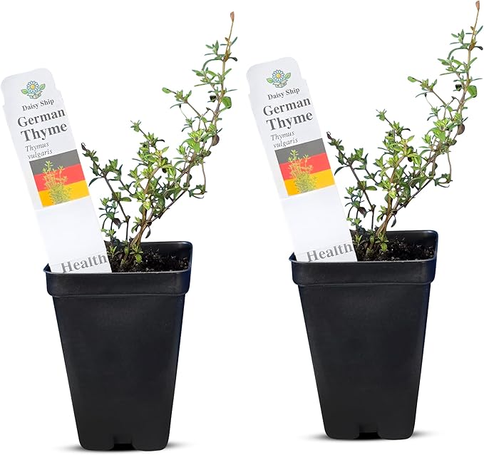 German Thyme Plants - Perfect for Indoor or Outdoor Gardening, High in Antioxidants, Fragrant and Flavorful Herb (2 ger Thyme Cups)