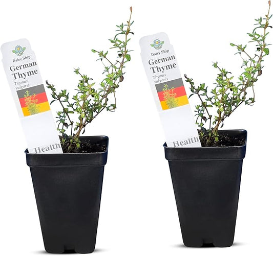 German Thyme Plants - Perfect for Indoor or Outdoor Gardening, High in Antioxidants, Fragrant and Flavorful Herb (2 ger Thyme Cups)