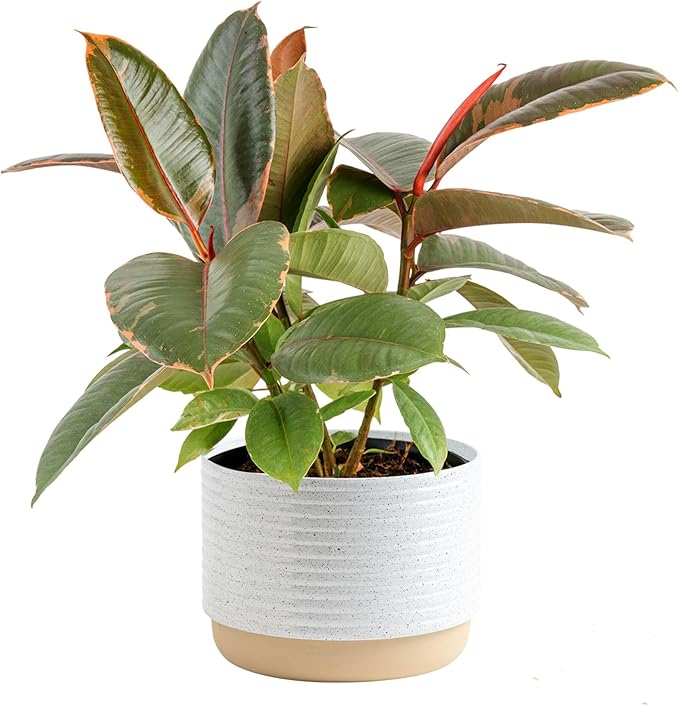 Costa Farms Ficus Live Plant, Easy to Grow Live Indoor Houseplant, Grower's Choice Collection, Potted in Minimal Decor Plant Pots, Potting Soil, Housewarming Gift, Home and Room Decor