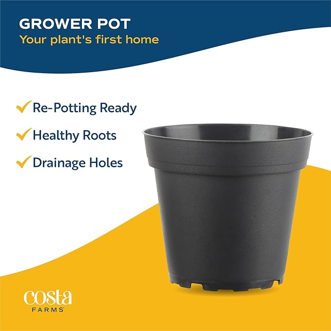 Costa Farms Live Plants | Pack of 6 | Easy to Grow Indoor Houseplants | 1-Foot Tall | Hand-Selected Variety Mix | 6-Inch Plant Pots | Housewarming Gift | Office and Room Decor