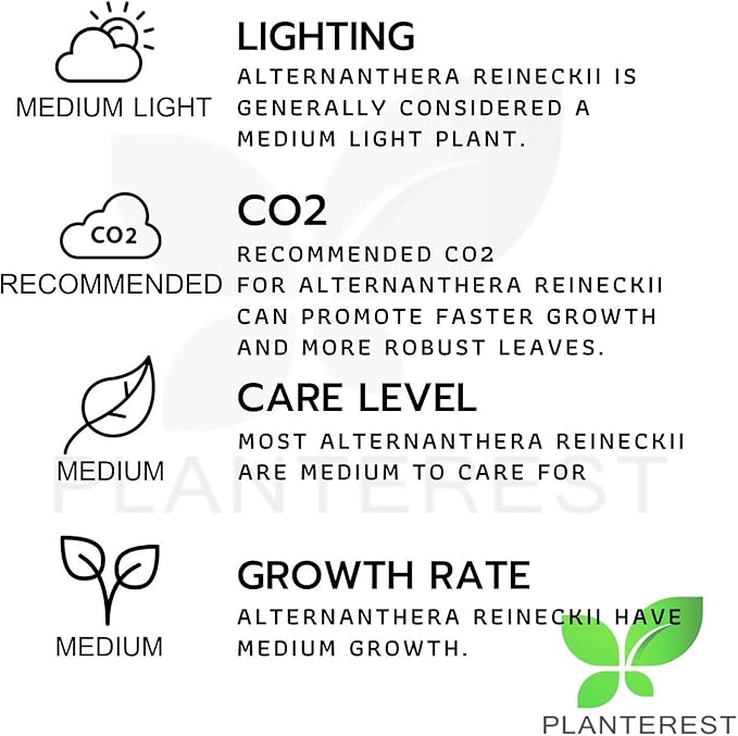 Alternanthera Reineckii Rosanervig Red Tissue Culture Cup Freshwater Live Aquarium Plants Decoration BUY2GET1FREE