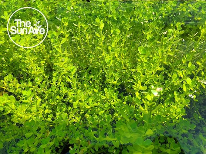 1. Bacopa Monnieri Easy Freshwater Live Aquarium Plant with Roots (7+ Stems)