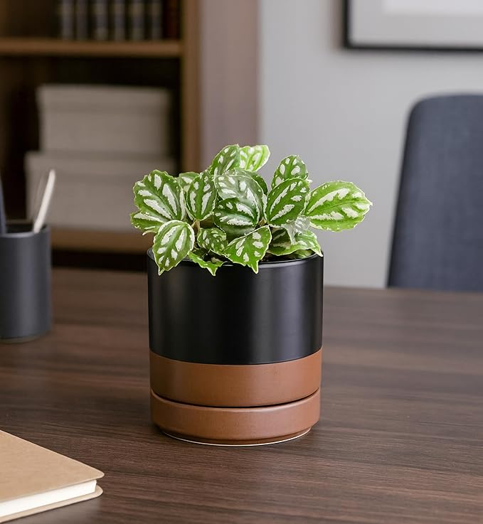 D'vine Dev Set of 4 Small Ceramic Plant Pots, 4.7 Inch Succulent Planter Pot for Plants with Drainage Hole and Saucer, Black/Speckled Tan, 94-X-B-7