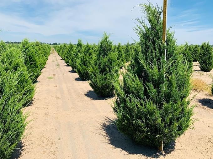 Hillspire Juniper | 5 Live Quart Size Plants | Stunning Evergreen for Ornamental Landscaping, Privacy Screen or Windbreak, Drought Resistant