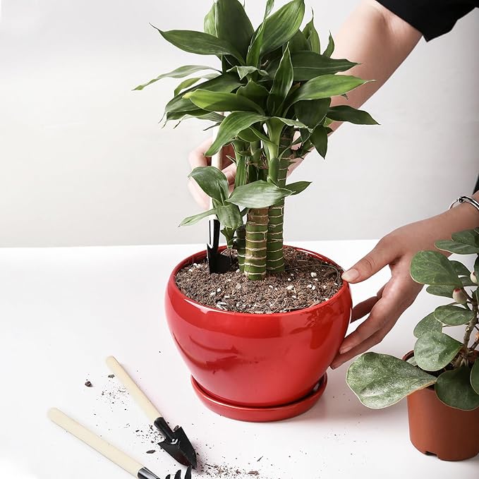 vicrays Ceramic Plant Pots Indoor - 6.5 Inch Planter Pot with Drainage Hole and Saucer for Succulent Orchid Flower Herbs Cactus - Ideal for Gardening Home Desktop Office Decor - Red