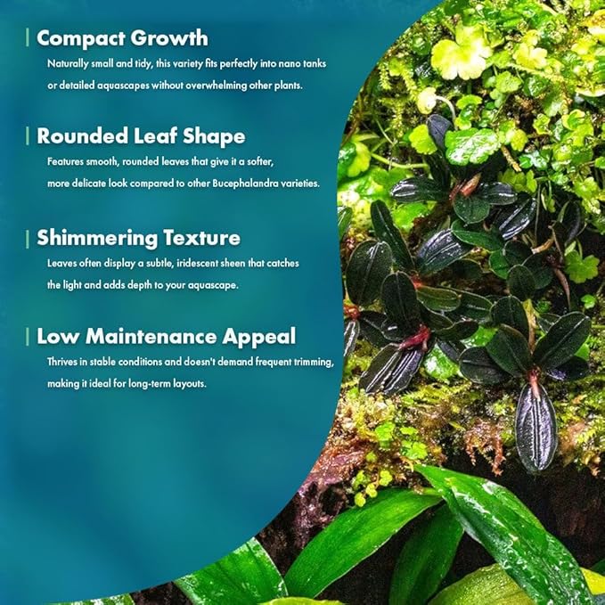 SubstrateSource Live Plants - Bucephalandra Kedagang Round Mini (Bucephalandra sp. 'Kedagang Round Mini') - Low to Medium Light, Dark Green Rounded Leaves, Foreground to Midground - Pot - 1 Pack