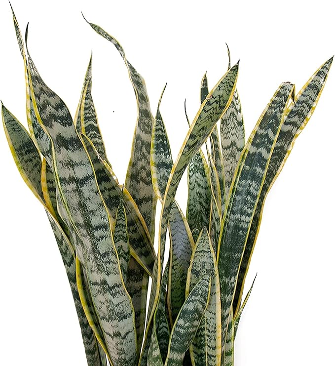 United Nursery Live Snake Plant, Sansevieria Trifasciata Laurentii, Variegated Snake Plant, 2-3 ft. Tall Mother in Laws Tongue House Plant for Indoor and Outdoor (Cream Decor Pot)