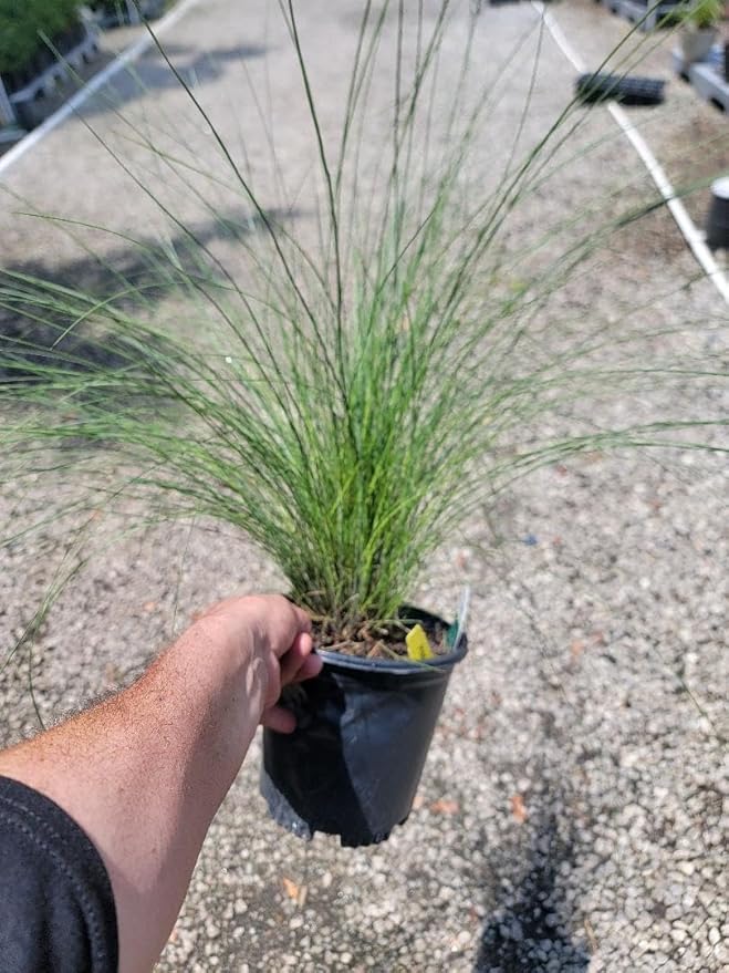 Pink Muhly Grass ( muhlenbergia ) - Live Plant - Trade Gallon Pot
