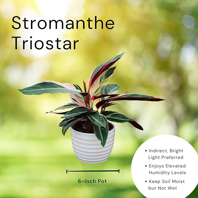 CoollectivePlants Stromanthe Triostar – Live Plant in 6″ Growers Pot, Easy Care Indoor Plant, Low Maintenance Houseplant, Rare House Plants Live
