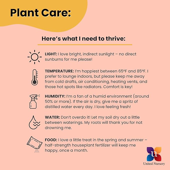 United Nursery Monstera Deliciosa – Swiss Cheese Plant in 10” Grower Pot – 24–28 Inches Tall – Tropical Air-Purifying Indoor Plant with Split Leaves – Easy-Care Greenery for Home or Office