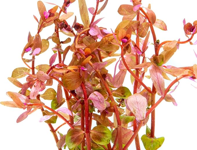 SubstrateSource Live Aquarium Red Stem Plants - Freshwater Aquatic Plant for Fish Tanks, Aquascaping - (Rotala Wallichii, 1 Bunch)
