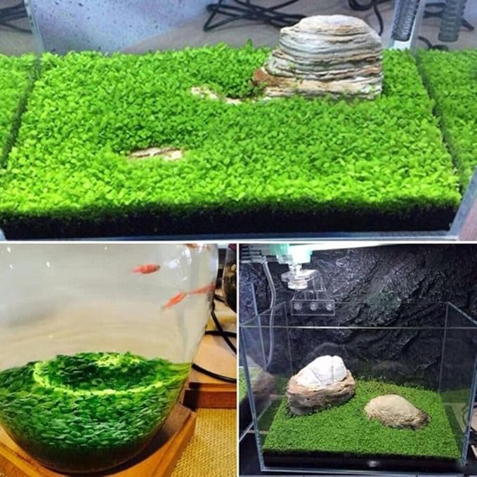 3 Pack Freshwater Aquarium Decor, Easy Growing Dwarf Carpet for Fish Tank/Terrarium, Natural Aquatic Plant Growth Material (Love Grass)