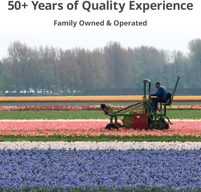 Jan Bos Pink Hyacinth Bulbs - 8 Bulbs