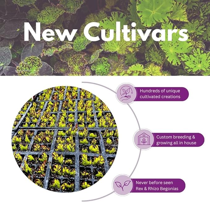 BubbleBlooms Harmony's Begonia Rex Assortment, Warm Summer Colors in a 4 inch Pot Set of 5