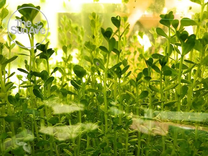 1. Bacopa Monnieri Easy Freshwater Live Aquarium Plant with Roots (7+ Stems)