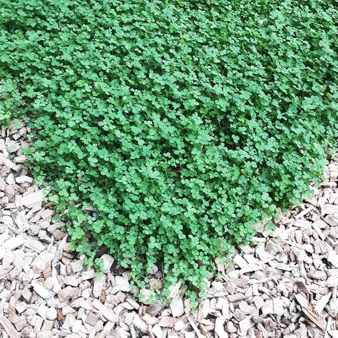1/4 Pound Seed: Perennial Mini Clover Seed Lawn Replacement - Low Growing