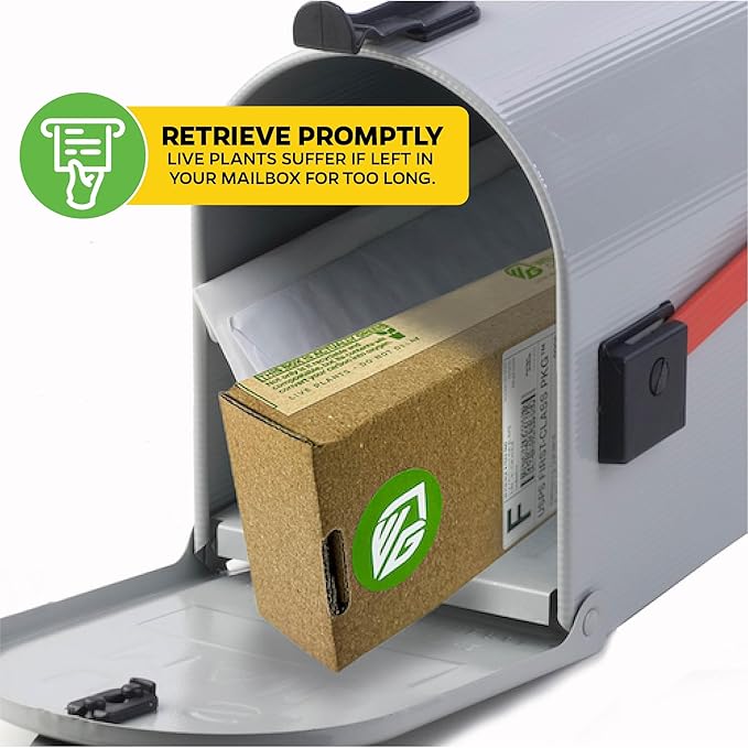 Night Blooming Jasmine Live Plant - Cestrum nocturnum - Wellspring Gardens Starter Plant