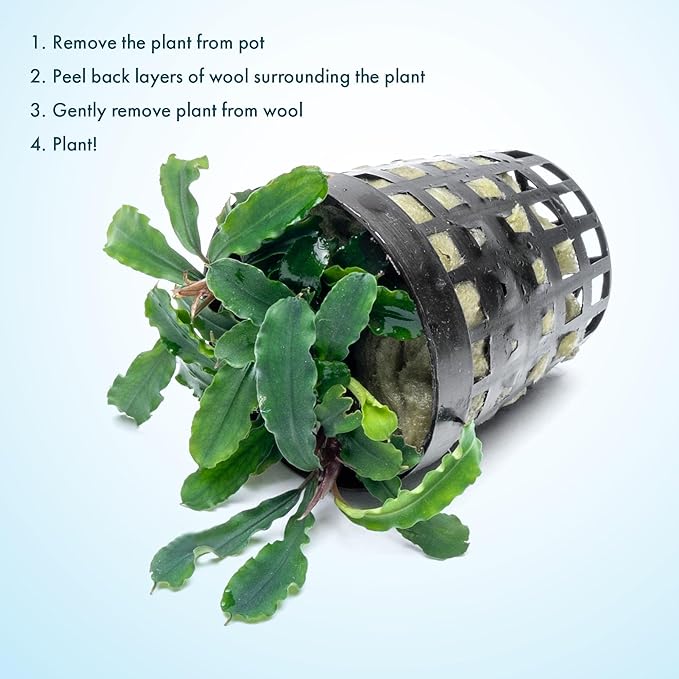 SubstrateSource Live Plants - Bucephalandra Theia - Low Light, Green, Red, Purple Accent for Foreground to Midground Freshwater Aquarium Aquascaping - Pot