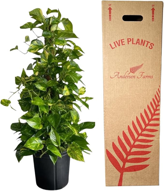 Golden Pothos Totem Live Plant - 10-inch Grower Pot, Indoor/Outdoor